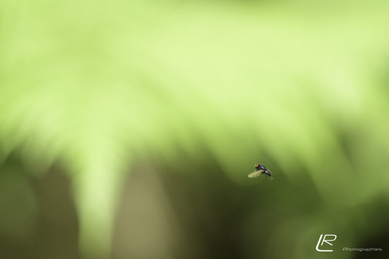 Envol d'une mouche devant une fougère.