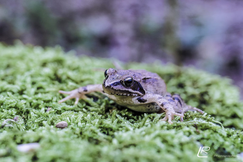 Grenouille