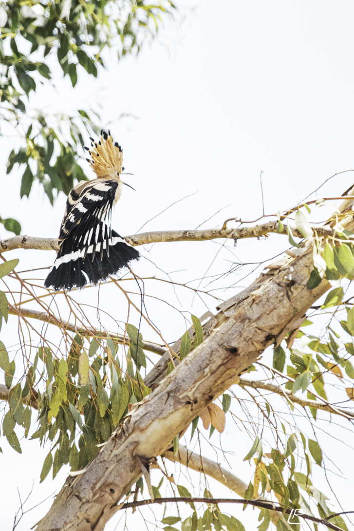 Oiseaux autours des Herbiers